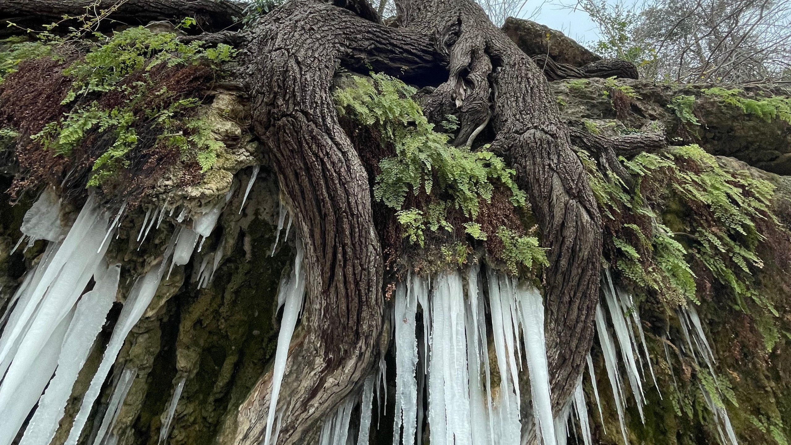 Icicles hang underneath a tree in Round Rock on Jan. 16, 2024. (Courtesy Alia Summers)