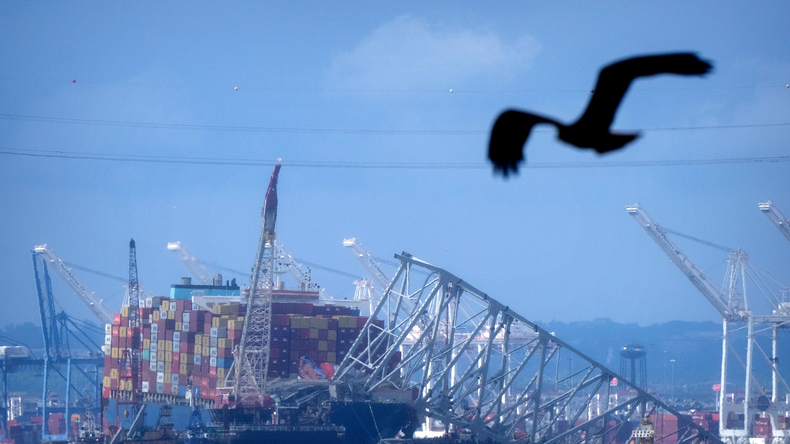 A bird flies past the collapsed Francis Scott Key Bridge resting on the container ship Dali on Sunday, May 12, 2024, in Baltimore, as seen from Riviera Beach, Md. An effort to remove sections of the collapsed bridge resting on the Dali was postponed on Sunday. (AP Photo/Mark Schiefelbein)