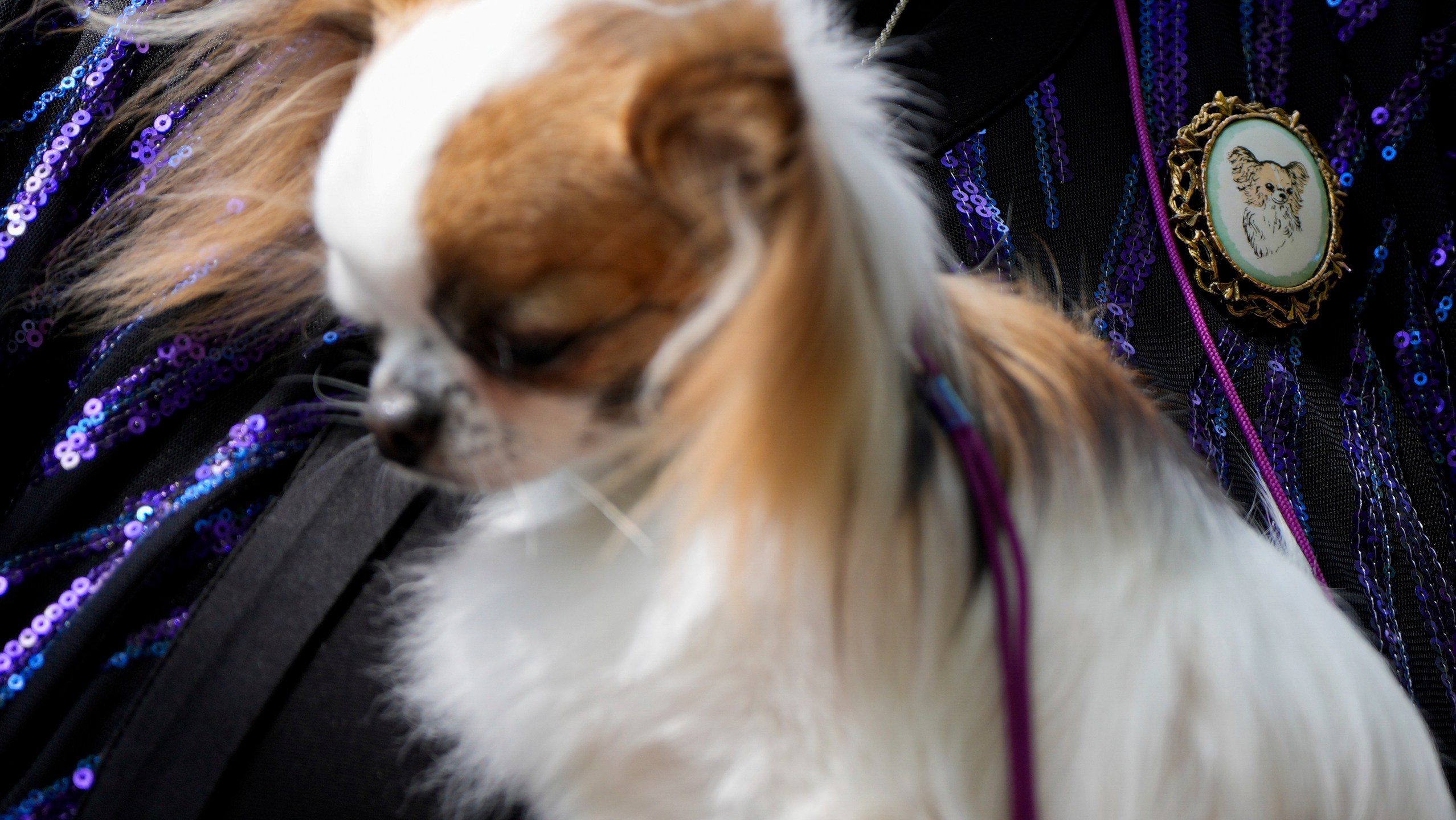 A handler holds a dog at the 148th Westminster Kennel Club Dog show, Monday, May 13, 2024, at the USTA Billie Jean King National Tennis Center in New York. (AP Photo/Julia Nikhinson)